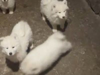 Samoyed yavrularımız sağlık ve ırk garantilidir