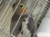 Satılık Sultan Papağanları – Grey ve WF Dişi