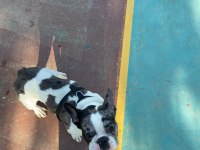 6 aylı merly Erkek French bulldog sahiplendirilecektir