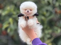 Ayı surat pomeranian yavrularımız