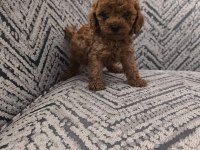 Kore Anne Babadan Orjinal Kore Dişi Poodle Yavrular