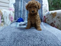 Red brown orijinal dişi poodle yavrumuz