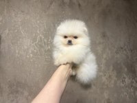 Pomeranian boo teddy