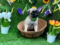 ORJİNAL PUG YAVRULAR AİLELERİNİ BEKLİYOR