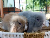 Hollanda teddy lop tavşanı yavrular