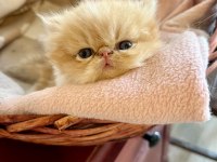 Şampiyon Babadan Exotic Shorthair Garfield Yavrularım