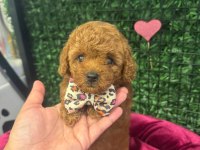 kore poodle köpeğimiz