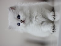 Show kalite british longhair