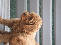 Dişi Red Brown Toy Poodle