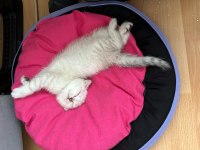 4 aylık dişi scottish fold