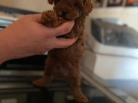 Kore ve toy poodle bebeklerimiz