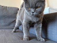 3 yaşında çok sevecen erkek ve kısır British Shorthair