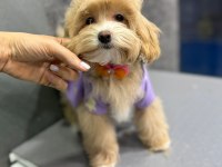 RUHSATLİ ÇİFLİKTEN ÖZEL MALTİPOO YAVRULARİ ISTANBUL