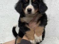 Bernese dağ köpeği