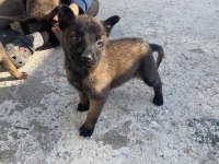 A Kalite Koyu Belçika Malinois Yavruları