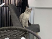 Kedimiz Mia Çok Acil Yeni Yuvasını Arıyor