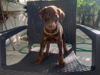Doberman Yavrularımız