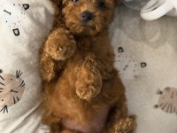 Dişi Kore Poodle