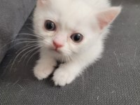 British Shorthair 2 Adet Dişi