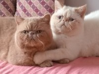Egzotik shorthair erkek 6 aylıklar