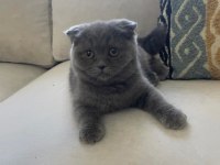 Sevimli yuvarlak suratlı scottish fold yavrumuz