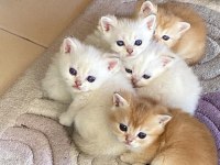 En güzel british shorthair yavrularımız ziyarete açık
