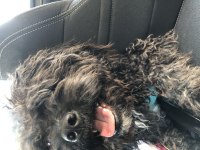 Terrier maltese