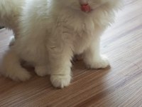 Dişi british longhair kedimiz