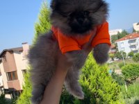 Safkan orijinal pomeranian ayı surat garantili