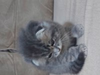 Scottish fold 2 aylık erkek