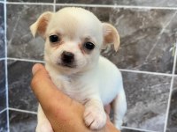 Orjinal elma kafa minyatür şivava köpekler