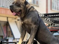 Safkan cane corso