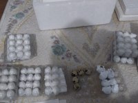 Bıldırcın yumurtası