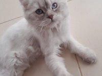 British shorthair 8 aylık