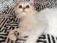British Longhair ns1133