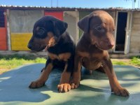 Doberman Yavru Köpeğimiz