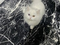 Chinchilla 11 aylık kedimiz