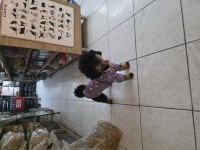 10 AYLIK DİŞİ KORE TOY POODLE