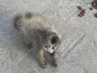 Sokakta kötü halde bulunan bebek kedimize yuva olur musun