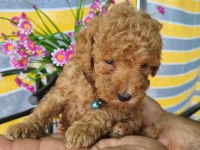 Mini Patişler Toy Poodle