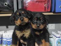 Rottweiler Bebeklerimiz