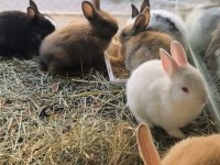 Cüce Netherland Dwarf Tavşanlarımız