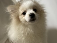 Güzel Pomeranian Kızımız Yeni Yuvasını Arıyor