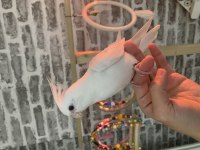 Sultan papağanı yavru köpeğimiz