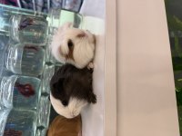 Ginepig Yavruları Citypetshop