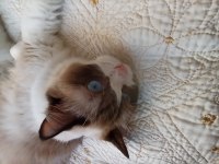 Dünyanın en sakin kedisi ragdoll