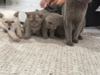British Blue Point 1,5 Aylık Gri Beyaz Lila Yavru