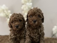 WC EĞİTİMLİ AŞILI ORJİNAL RED BROWN TOY POODLE