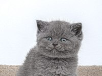 45 Günlük British Shorthair Minnoşlarımız