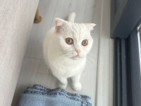ÖZEL SEBEPLERDEN DOLAYI KEDİMİZ SAHİPLENDİRİLİYOR